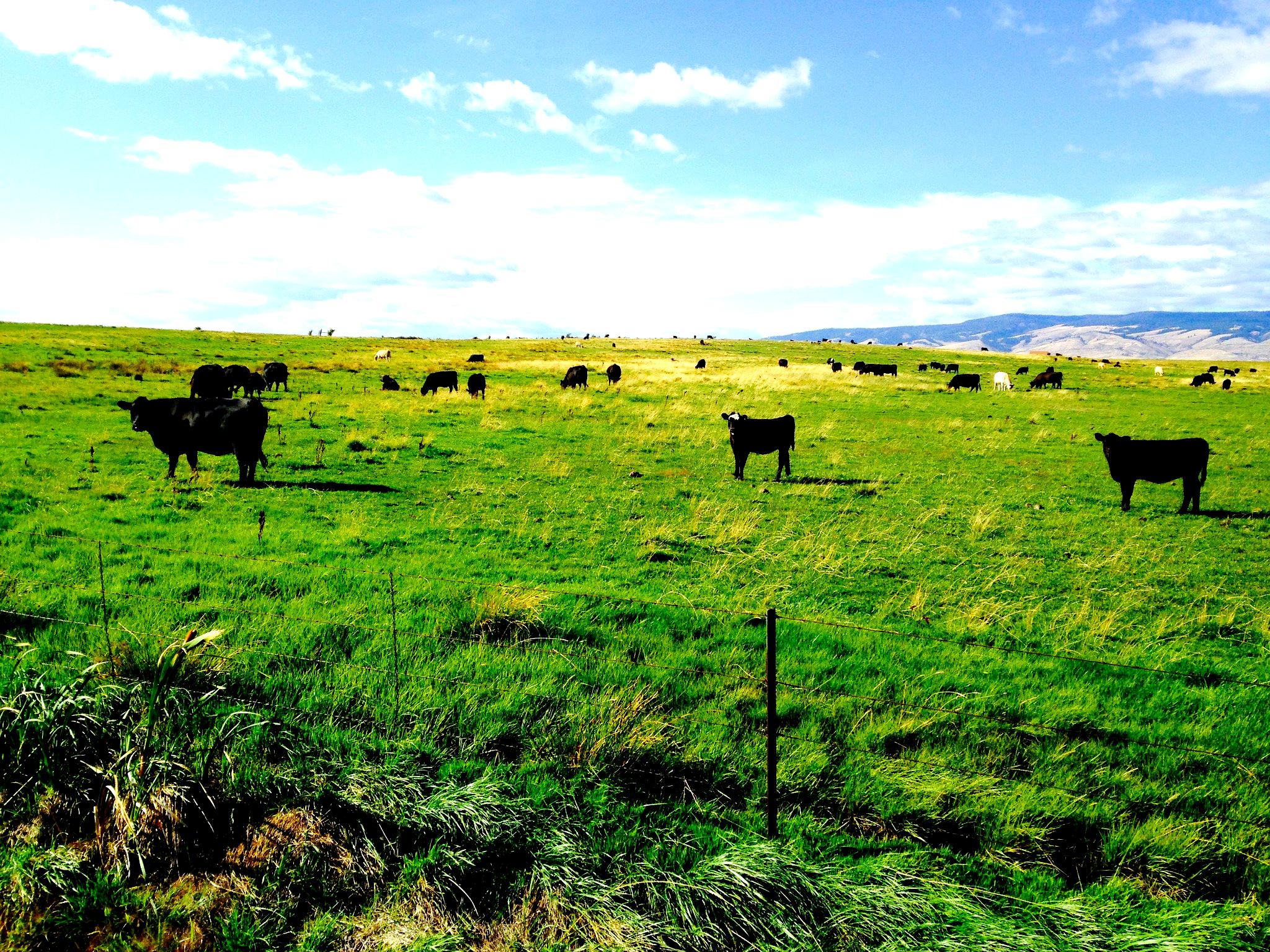 Sustainable grazing practices